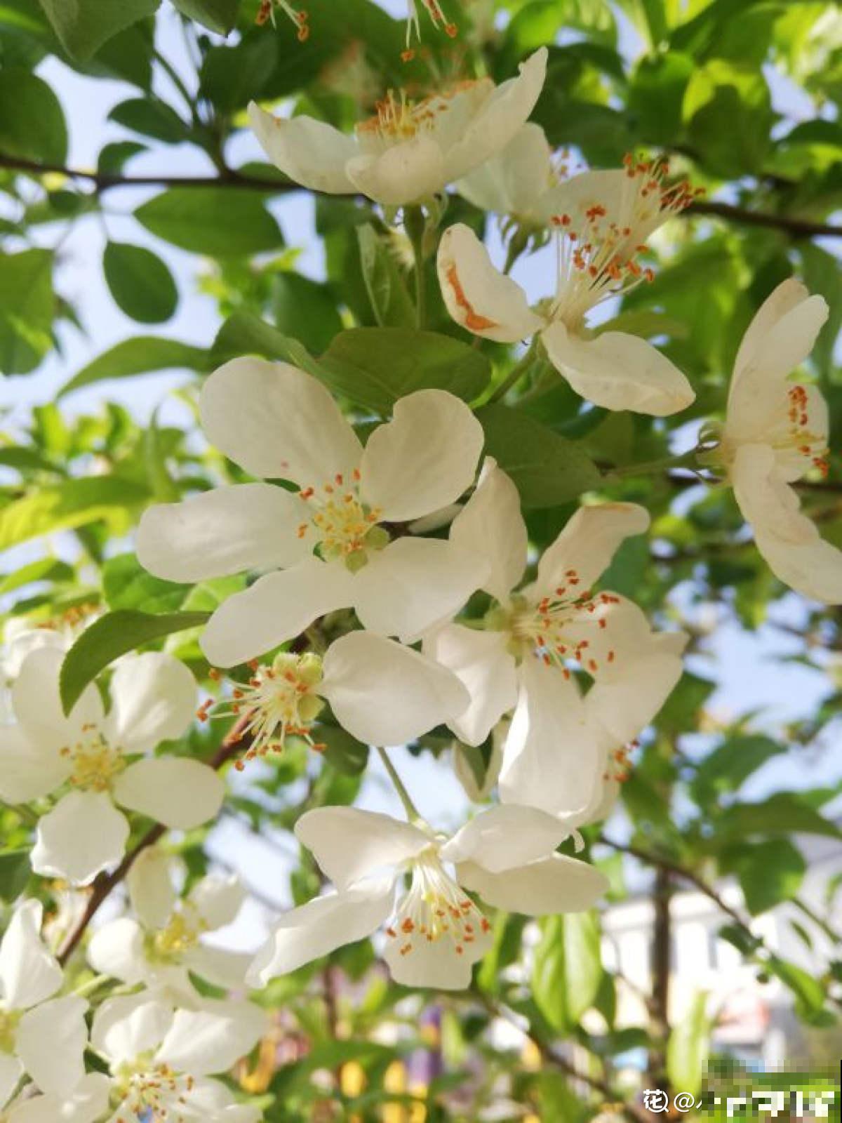 进入8月，梨树要注意3要点，养好了明年大丰收