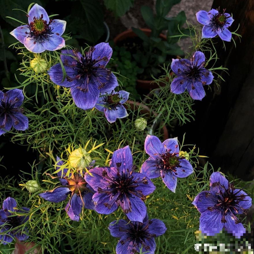 有个小院种种菜,养点花草,忘记半生喧嚣 有个小院种种菜,养点花草,忘记半生喧嚣