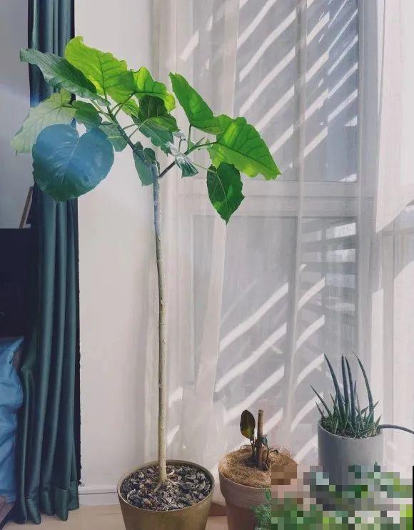 大叶子耐阴花，室内一定养，叶子比脸大，真凉快