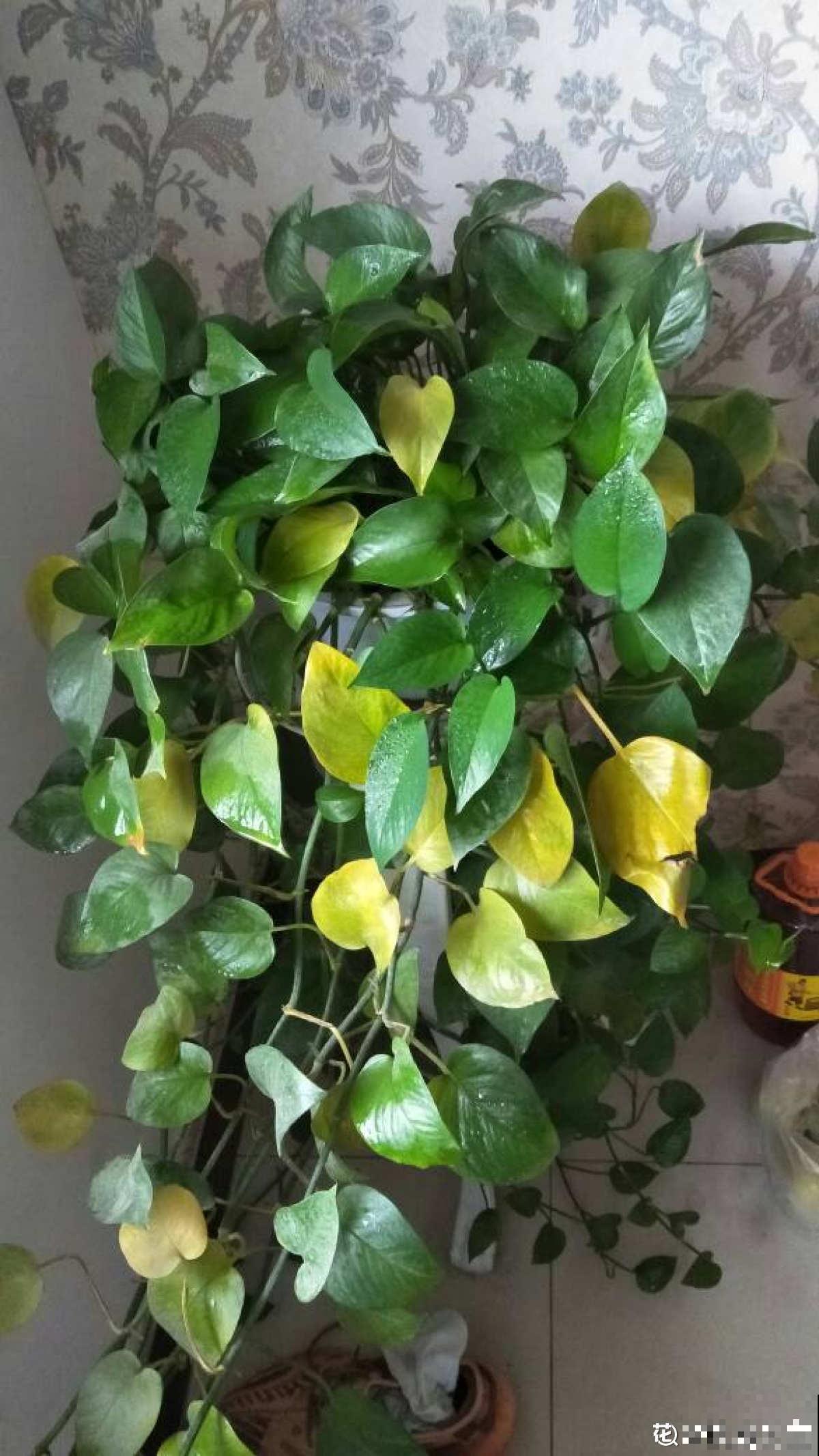 绿萝都能被养死，其实是没找到窍门，解决4个问题是关键