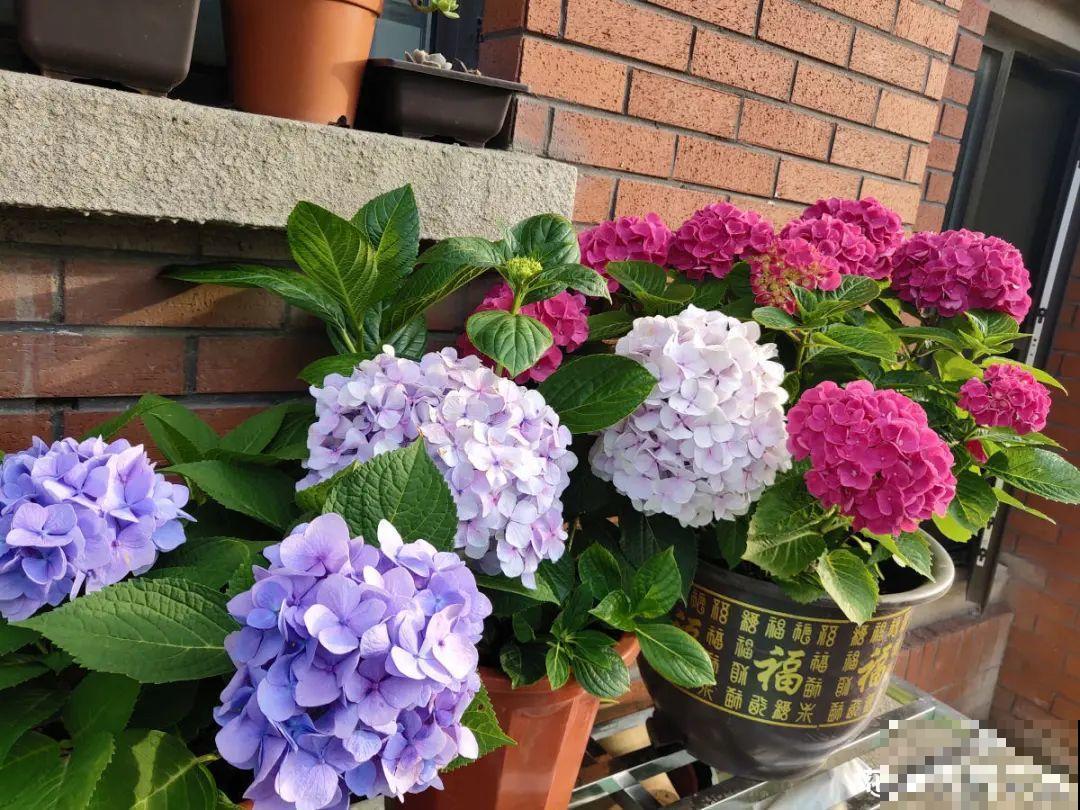 8月后，6种花别修剪，小心以后不开花