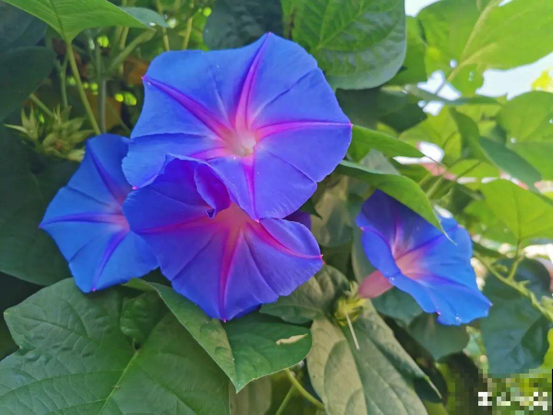 三伏天超美的10种花,妥妥的“开花楷模”,你养了几种? 三伏天超美的10种花,妥妥的“开花楷模”,你养了几种?