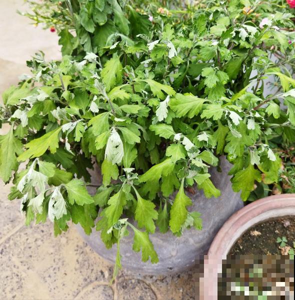 快死的花别丢掉，找对方法补救一下，还能重焕生机