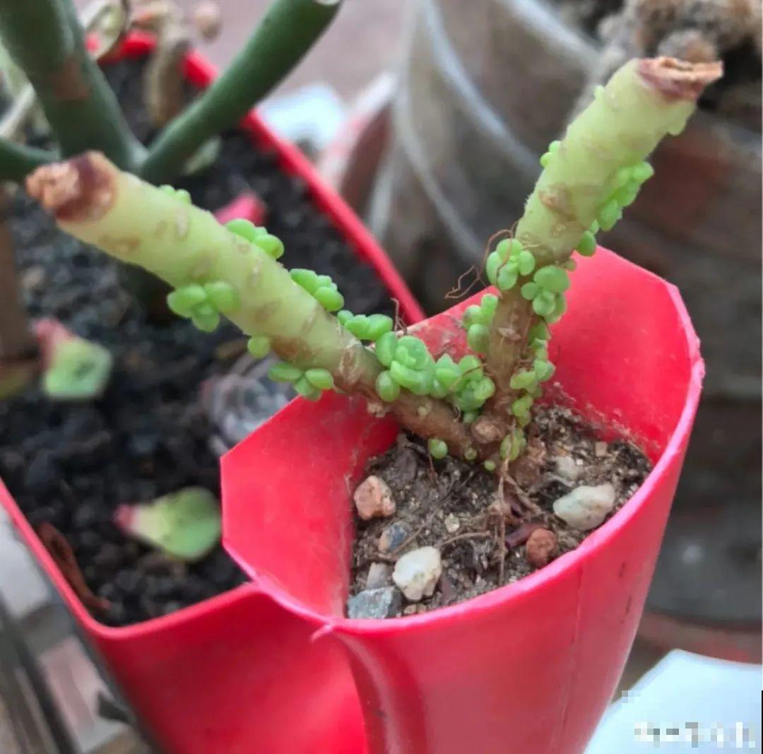 6种花夏天难养，贴土面砍一刀，新芽呼呼冒