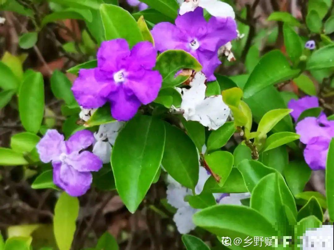 夏天养茉莉，越热越爆盆，适当修剪开花爆盆
