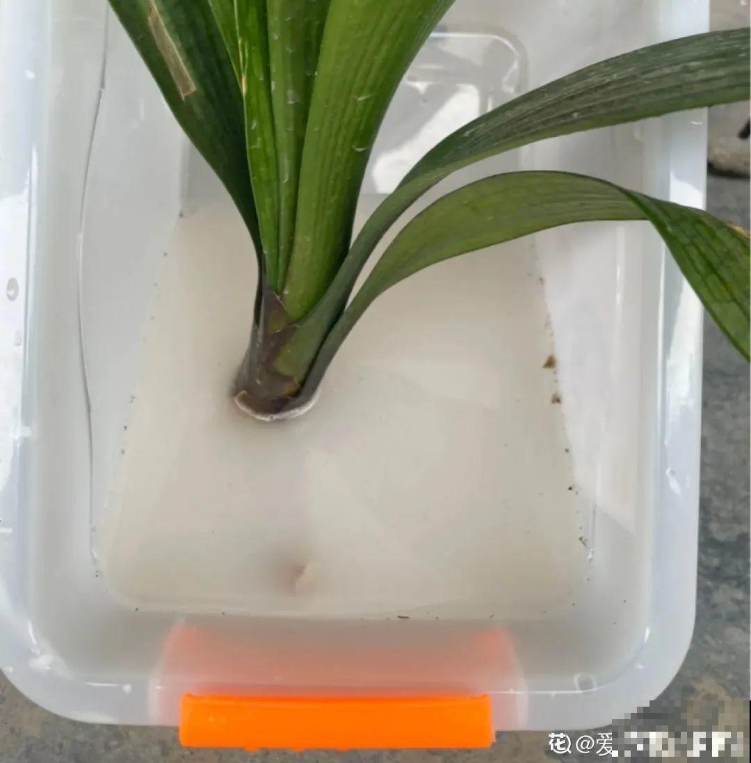 警惕秋老虎，别让你的花，度过夏天，却死在秋天