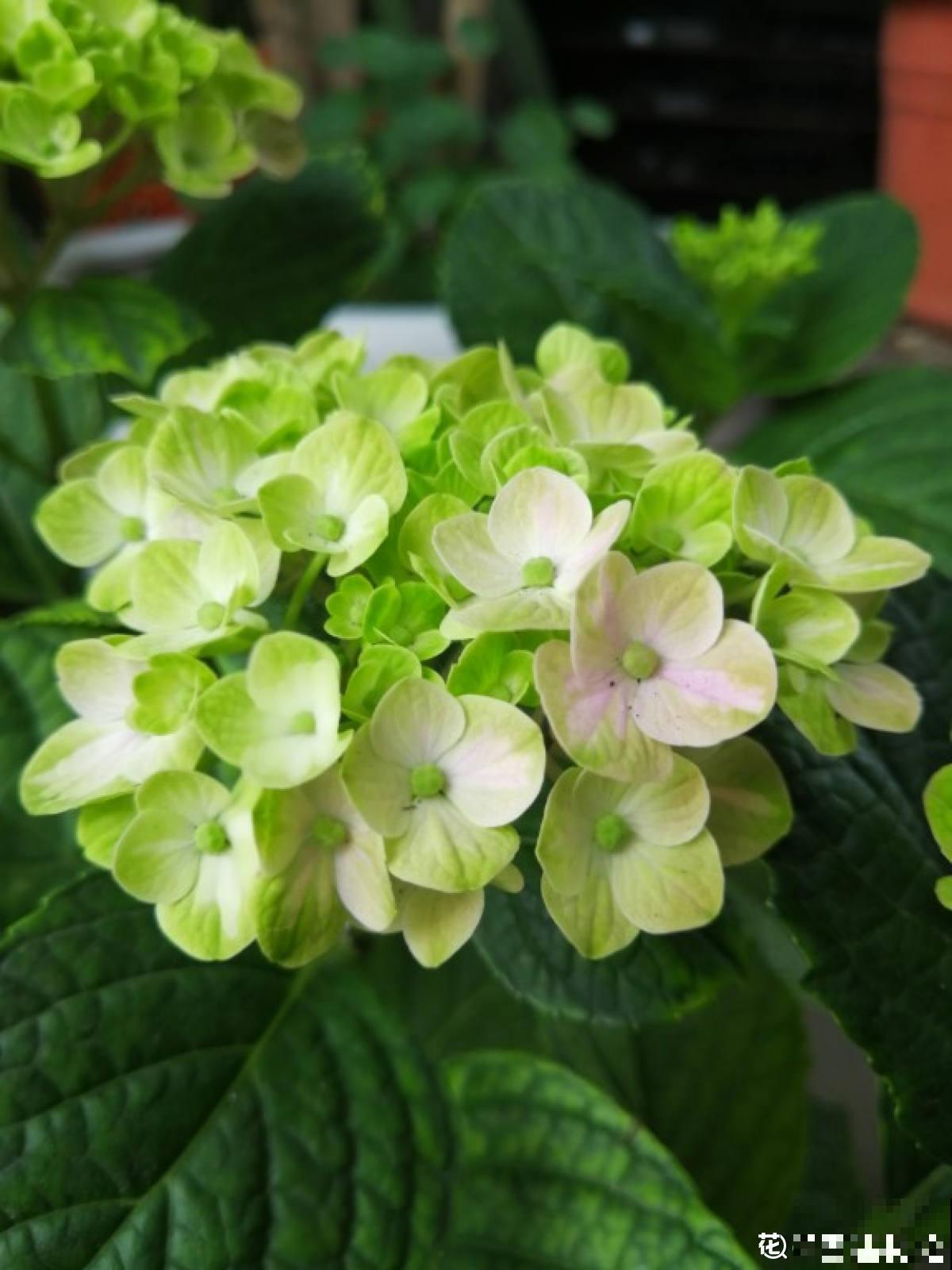 就不该养绣球，入了这品种的坑，想出都出不来