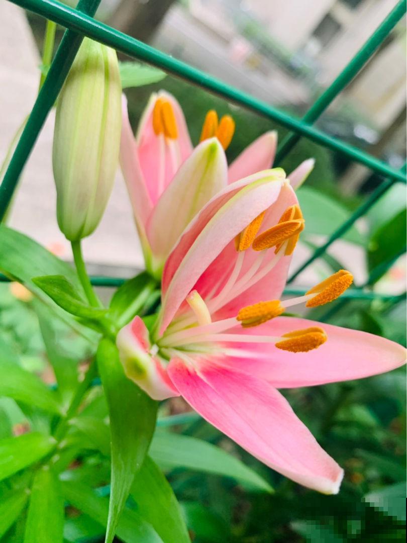 夏天养花浇水是个大问题，注意3个要点，浇水一点都不愁