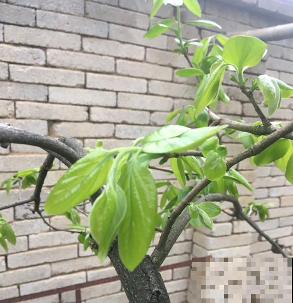 柿子嫁接难,学会这5步,成活率不高都难 柿子嫁接难,学会这5步,成活率不高都难