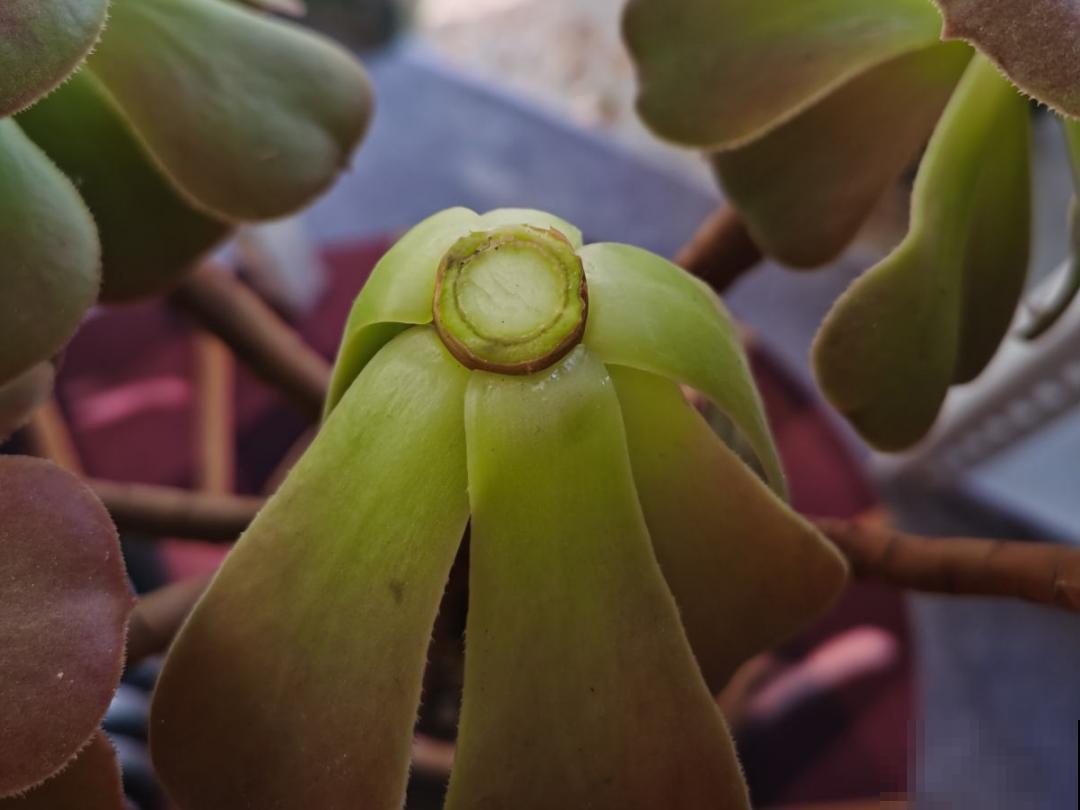 茉莉一长高就剪，别舍不得， 剪对了能快速复花