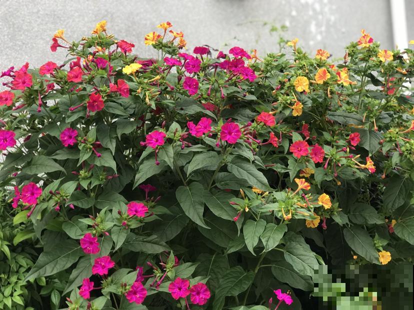 童年常见的20种花，城里很难见到，你认识几种