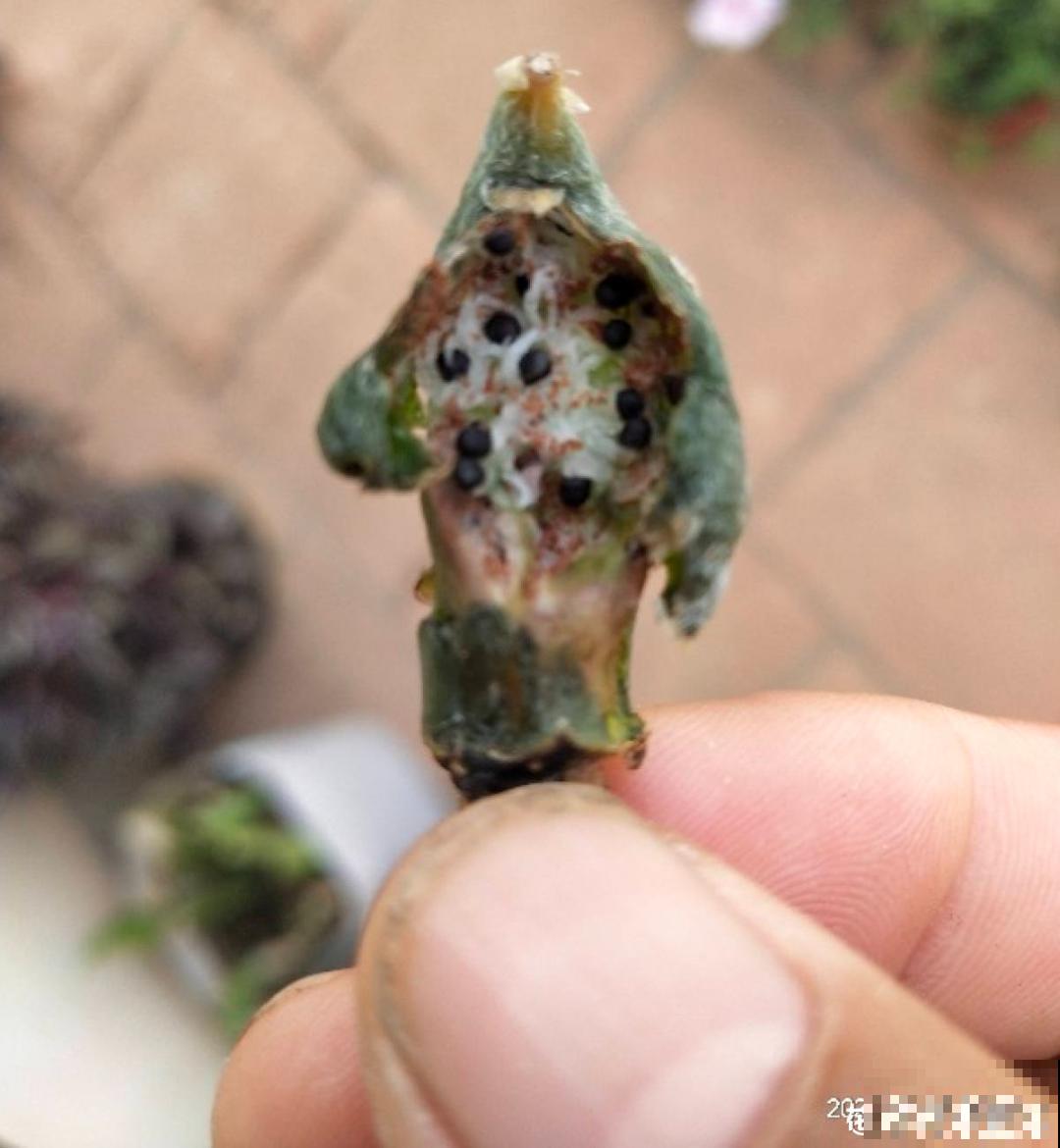 聪明人养4种花,一定记得收种子,多的能赚钱 聪明人养4种花,一定记得收种子,多的能赚钱