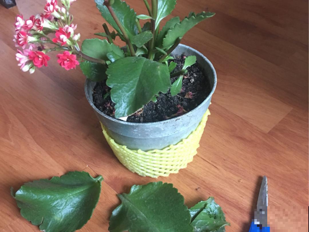 30℃以上，10种花就先别养了，买一盆死一盆，别怪我没提醒你