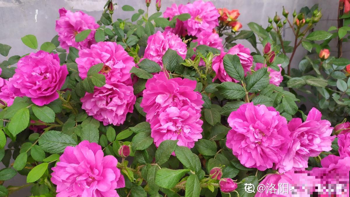 老中医爱养的60种植物，图文并茂特详细，种一盆养人养身心