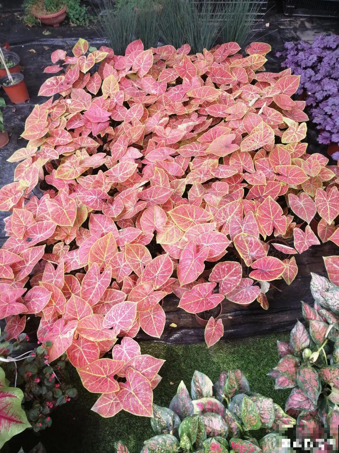 10种花,看着贵气有格调,实际价格很便宜 10种花,看着贵气有格调,实际价格很便宜