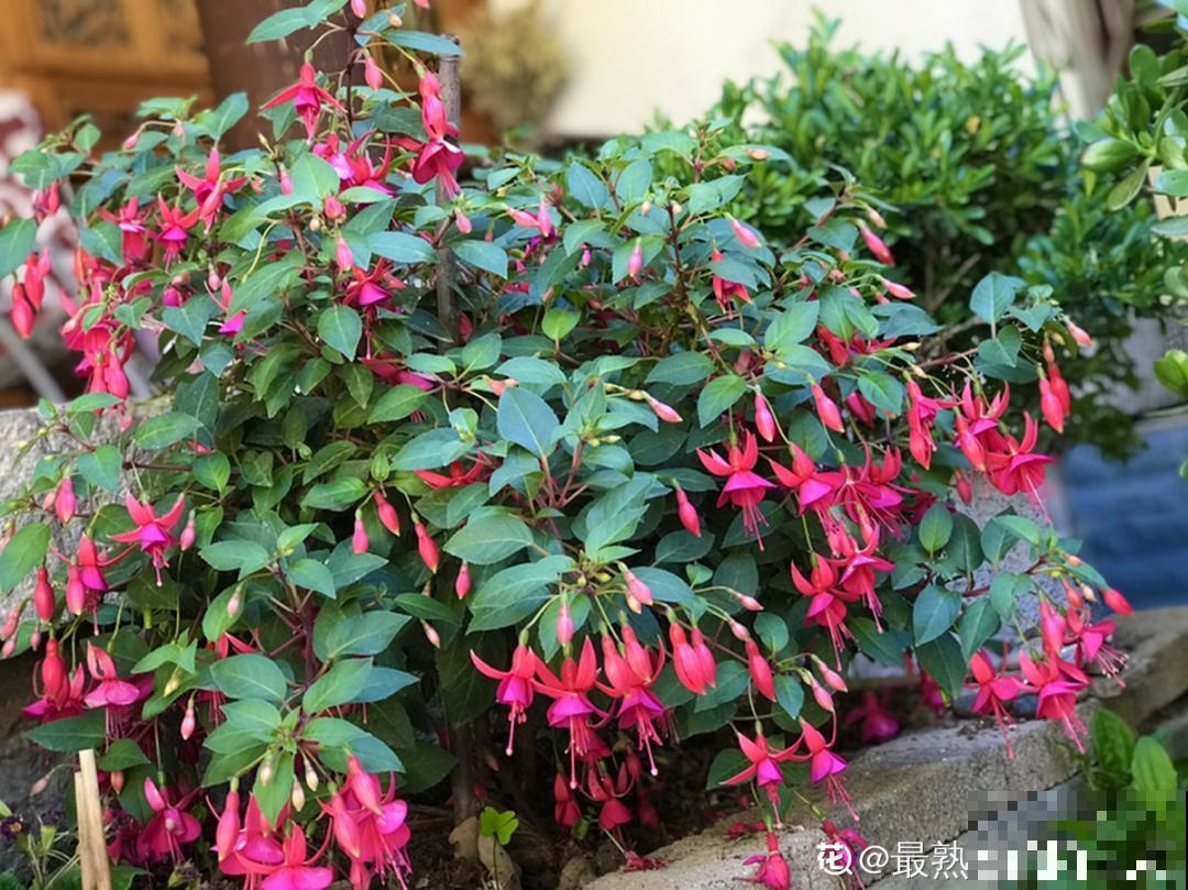 倒挂金钟长成一棵树，年年都开花，咋养的？