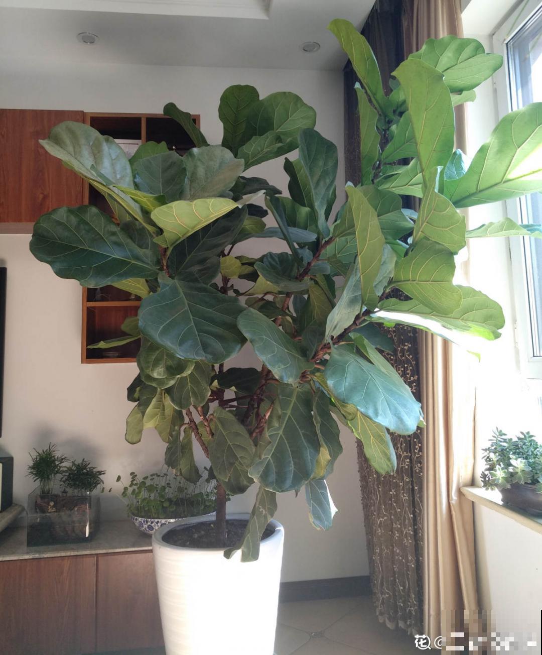 吊兰喝点淘米水，长成“爆炸头”，旺的不得了