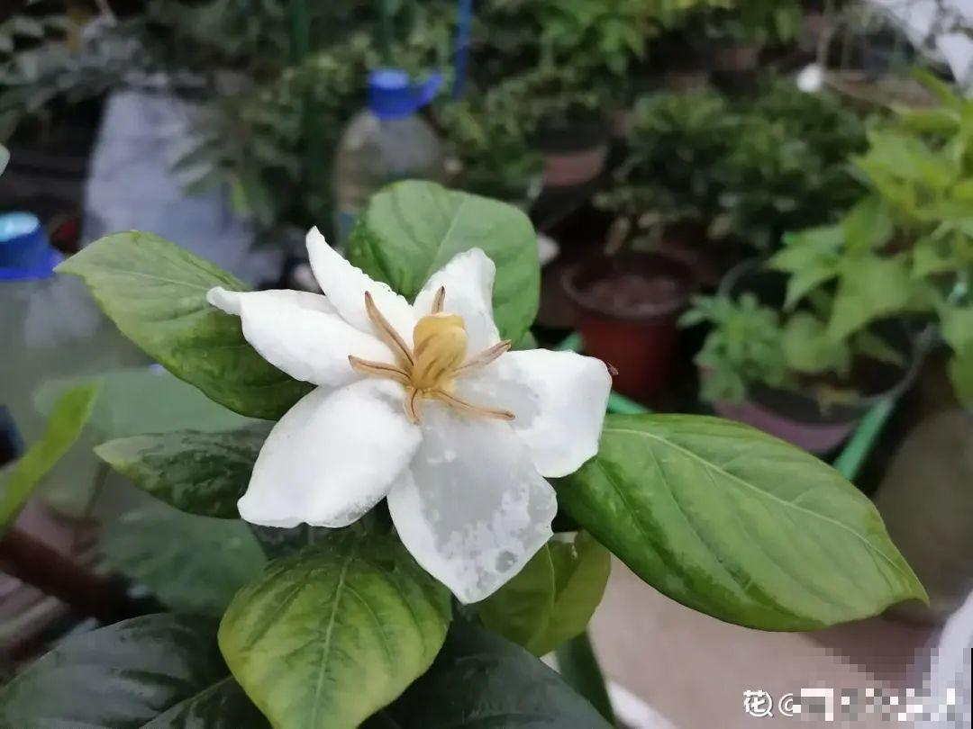 百合开花后，养分消耗太大，补充肥料是关键