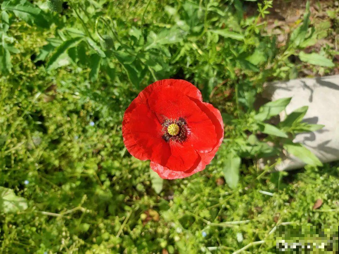 播种时间到,立秋后撒下去,冬春就开花 播种时间到,立秋后撒下去,冬春就开花