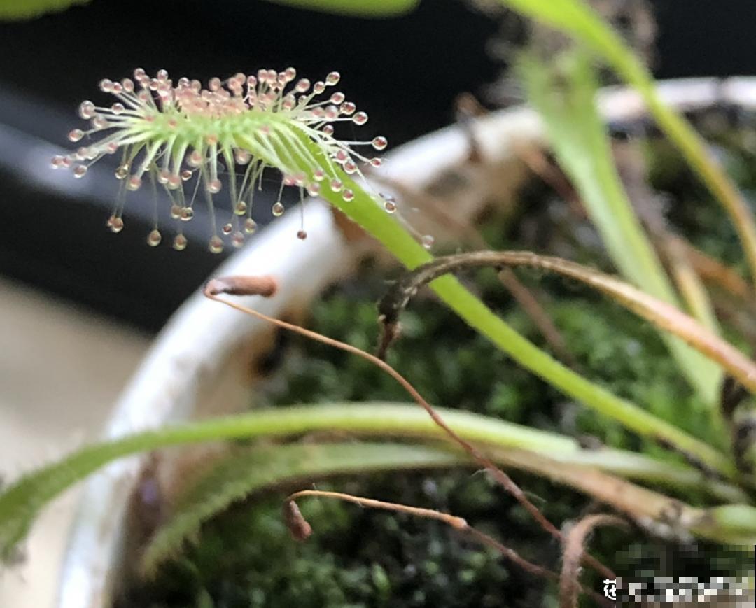 江西无蚊村,种满“驱蚊树”,一年四季没蚊子 江西无蚊村,种满“驱蚊树”,一年四季没蚊子