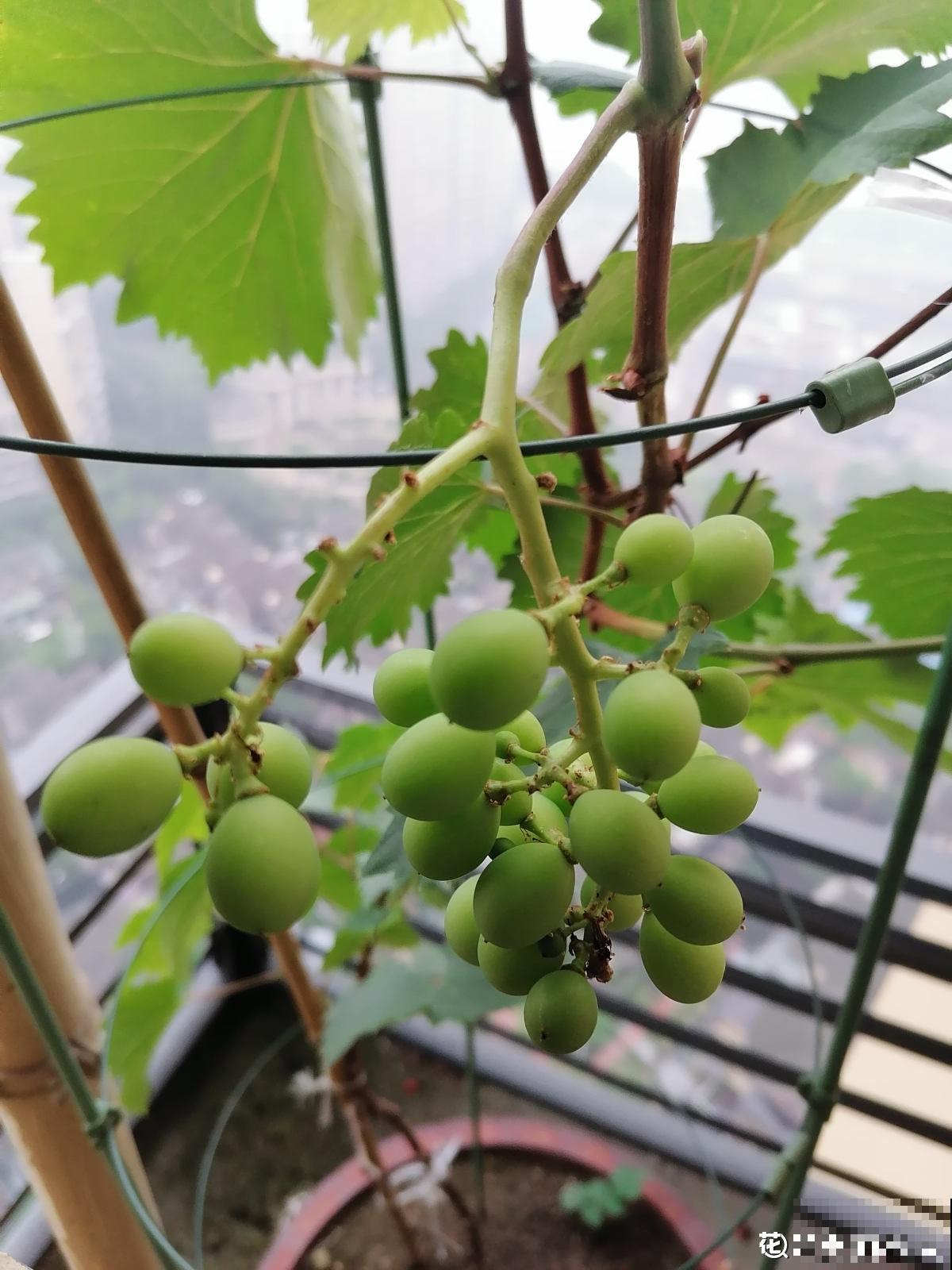 5种水果,让果实压弯树枝,摘下就能吃 5种水果,让果实压弯树枝,摘下就能吃