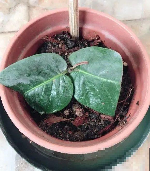 8种花，越热越扦插，大白根呼呼冒