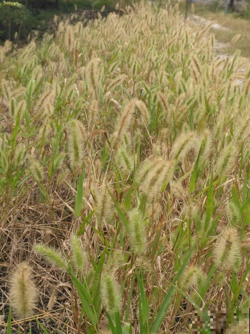 童年常见的20种花，城里很难见到，你认识几种