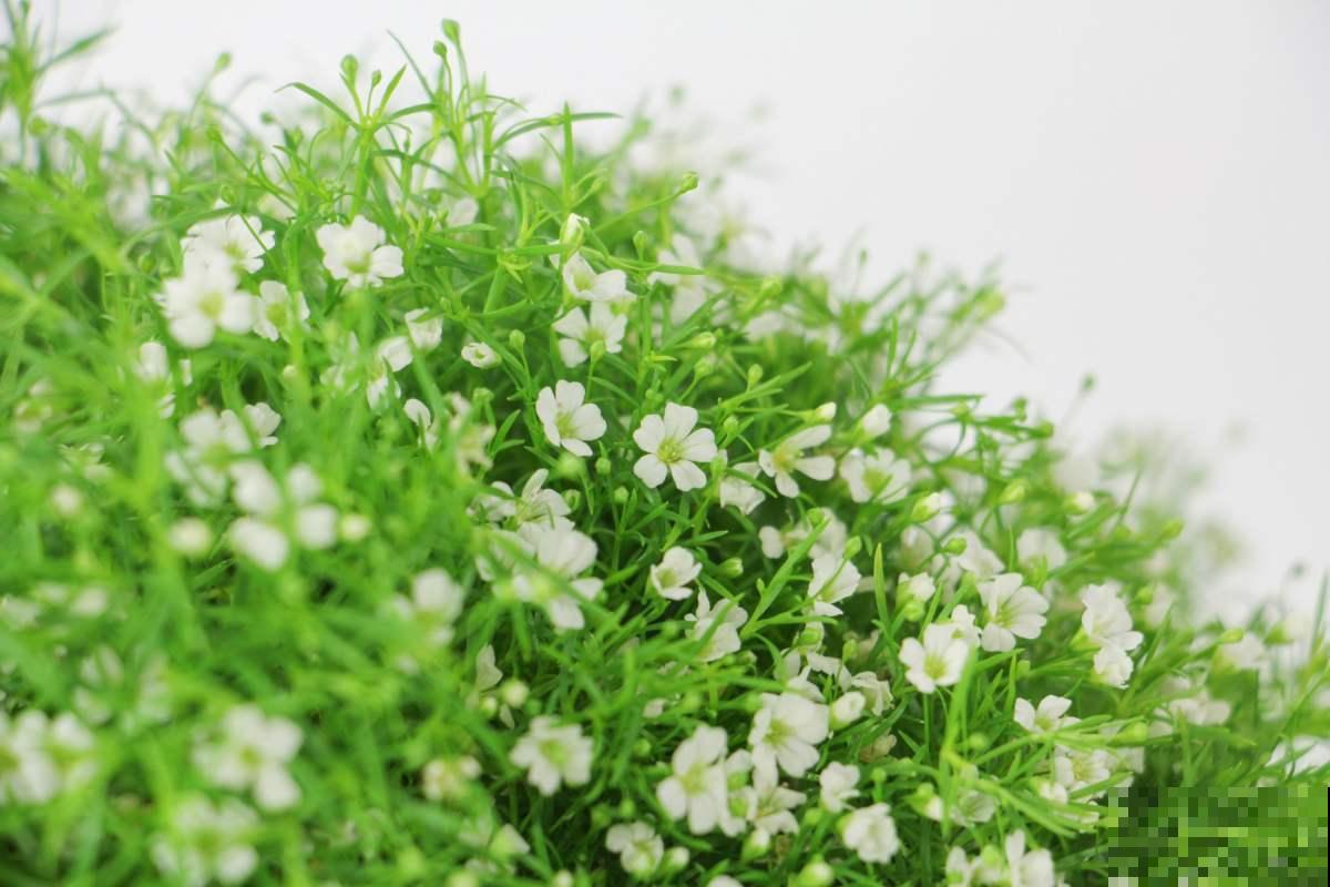 天热懒人养花必备的3种花，非常好打理，花点心思就能活