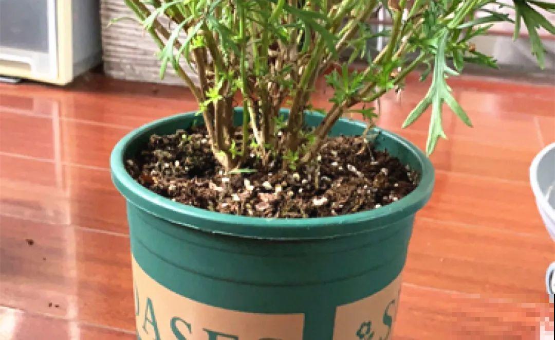 现在给花剪一刀,剪成一个“小平头”,呼呼冒芽爆盆 现在给花剪一刀,剪成一个“小平头”,呼呼冒芽爆盆