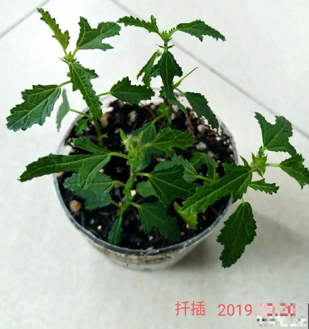 养花大神的爆花技巧，我给大家偷来了，赶紧学