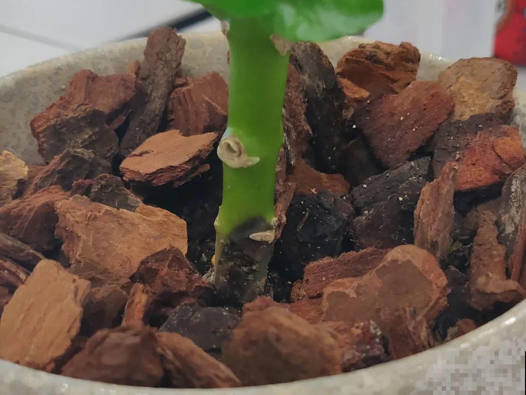 花杆子变黑，赶紧拔出来，立马换土