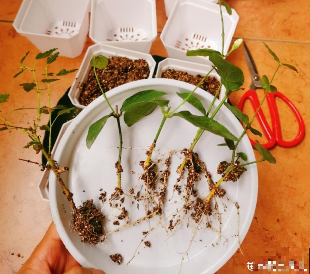 立秋后，7种花要扦插，满盆开花结果子