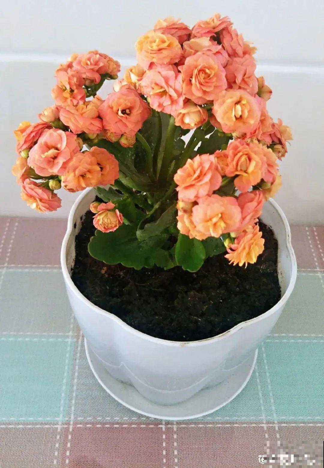 初秋8种花不能剪，轻则不开花，严重可能剩空盆
