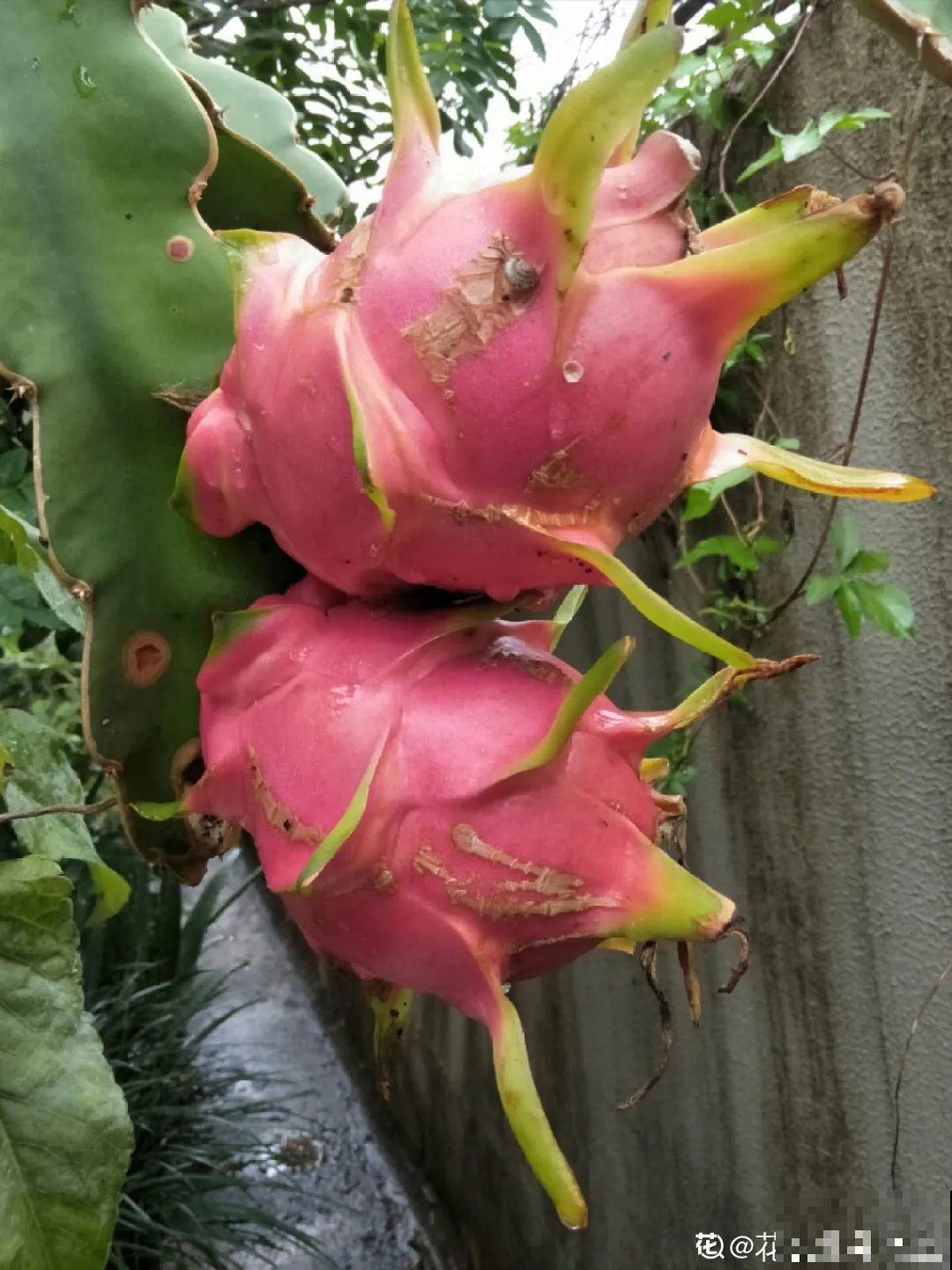 家里种盆无花果,想要结果很容易,省下一笔水果钱 家里种盆无花果,想要结果很容易,省下一笔水果钱