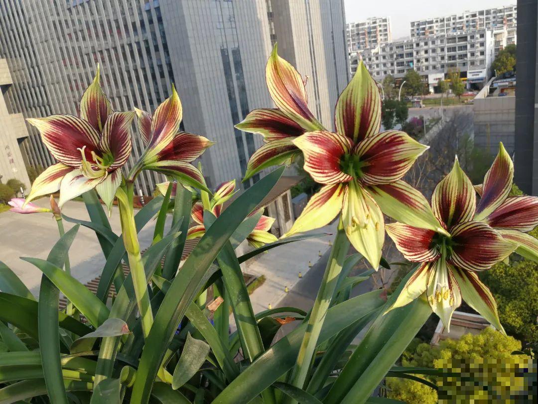 家里养盆朱顶红，开花个个比脸大，牛年养它“注定红”！