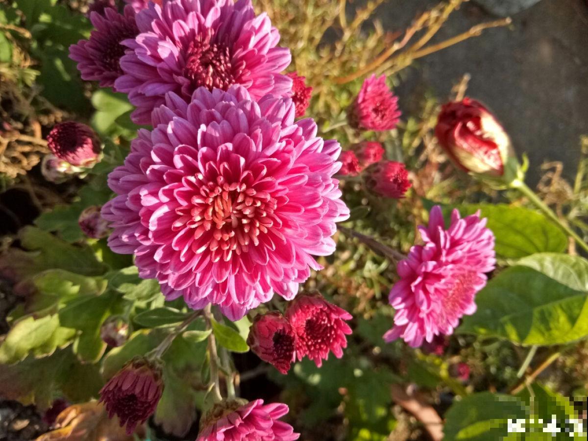 秋天养盆“千朵花”，满盆都是花苞，热热闹闹特好看