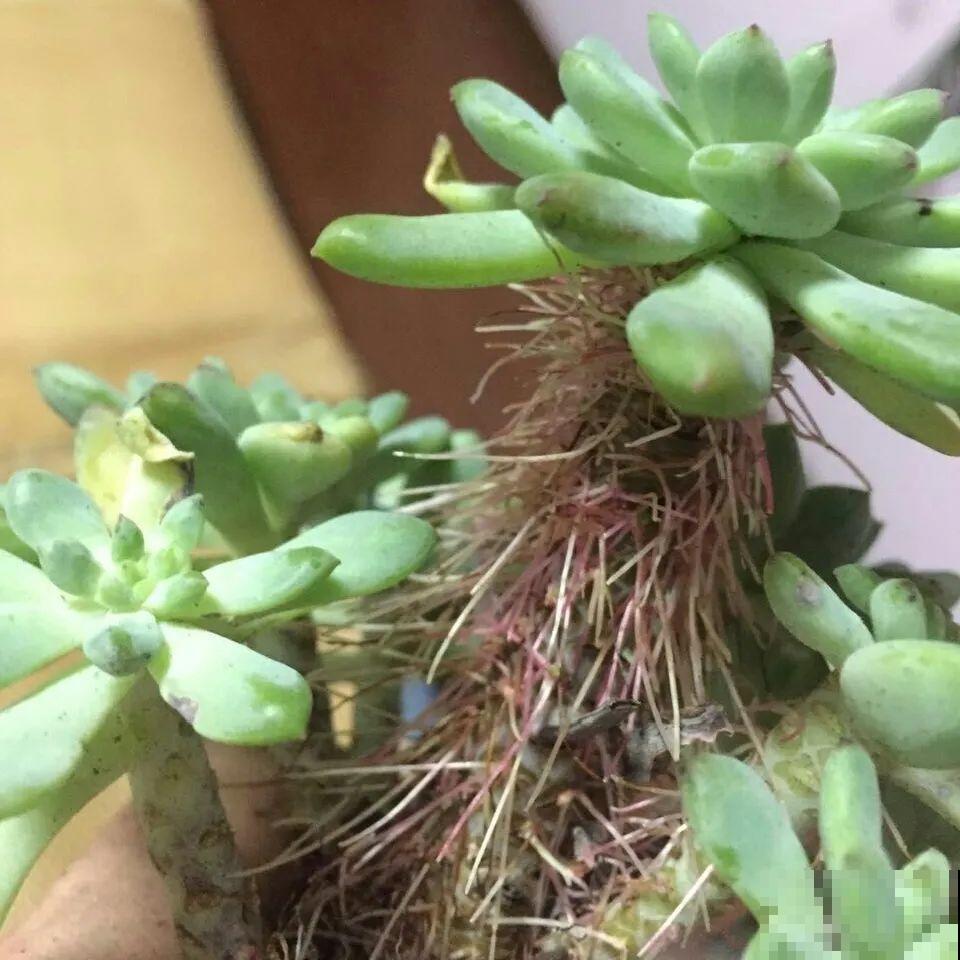 夏天看见气生根,赶紧剪下来,插土里就活 夏天看见气生根,赶紧剪下来,插土里就活