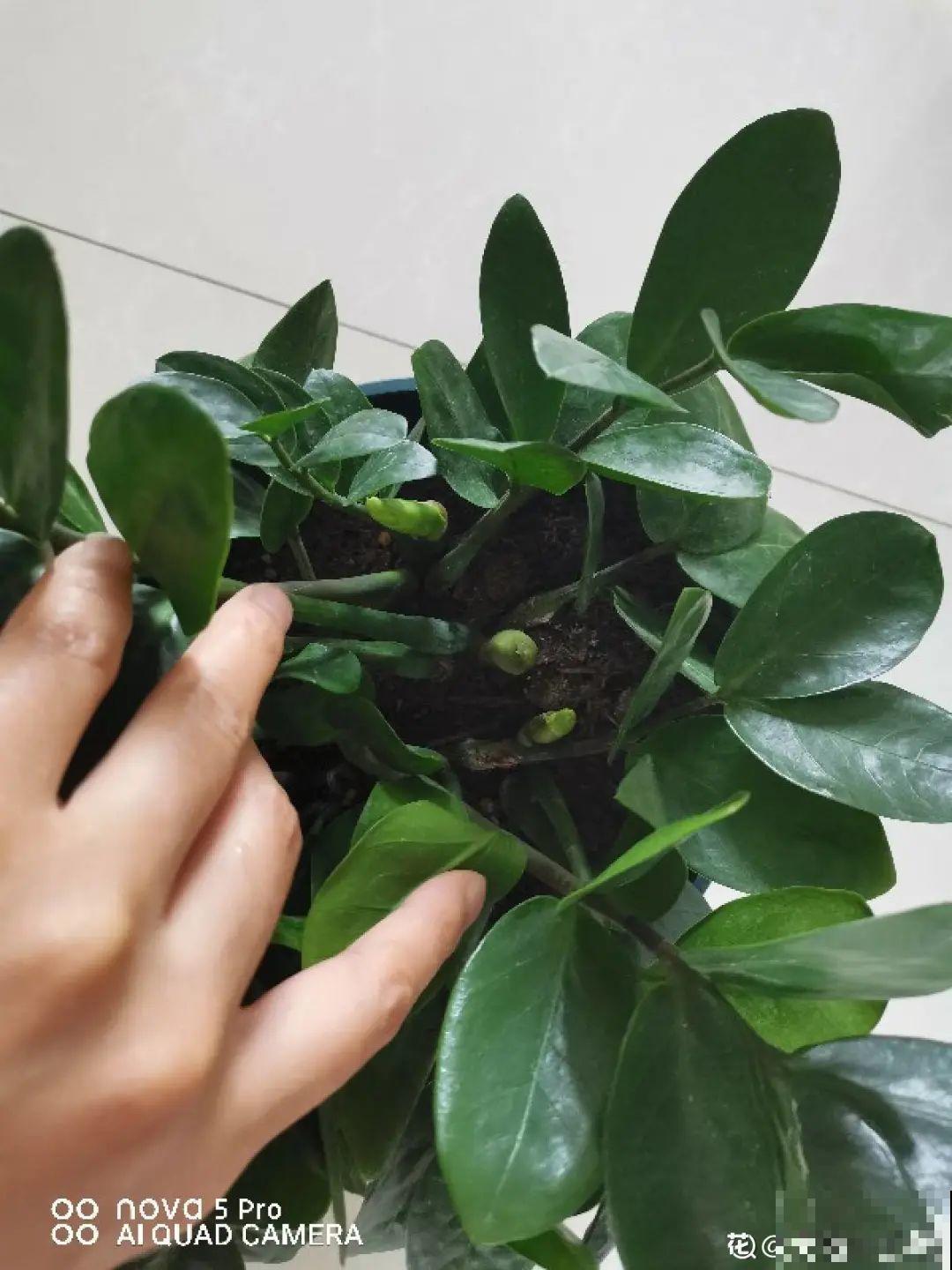 虎皮兰浅盆养，小芽嗖嗖冒，满盆都是新芽