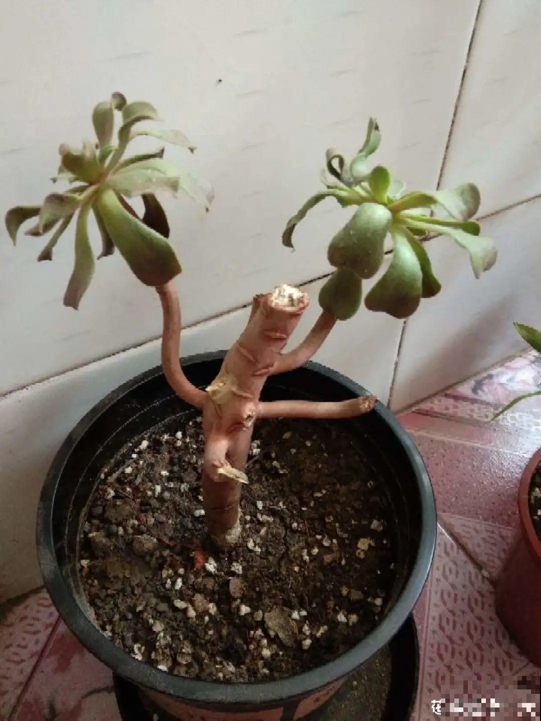 现在给花剪一刀,剪成一个“小平头”,呼呼冒芽爆盆 现在给花剪一刀,剪成一个“小平头”,呼呼冒芽爆盆