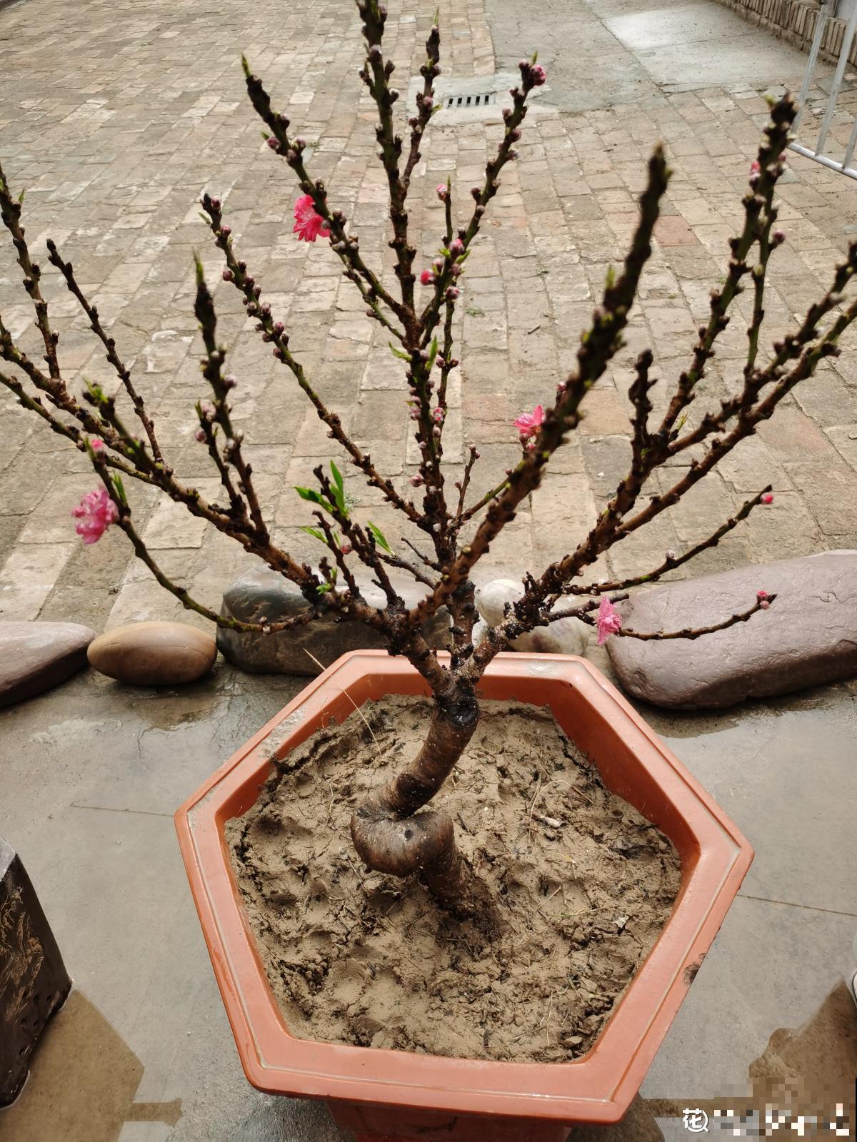 吃桃季，院子还没种桃树的看过来，纯天然无公害