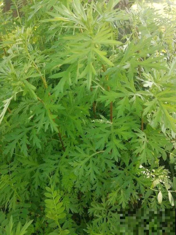 路边不起眼的草,种院子里用处大,还能清热降暑气 路边不起眼的草,种院子里用处大,还能清热降暑气