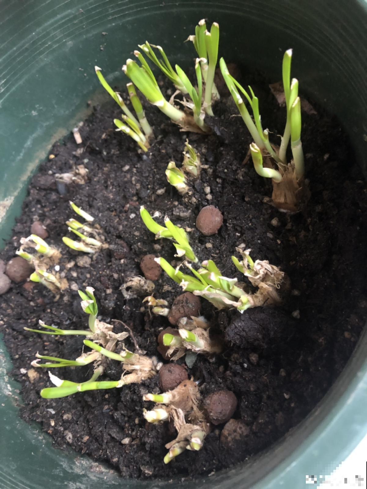 家里的小阳台别养花,几个花盆种点菜,秋天就能吃 家里的小阳台别养花,几个花盆种点菜,秋天就能吃