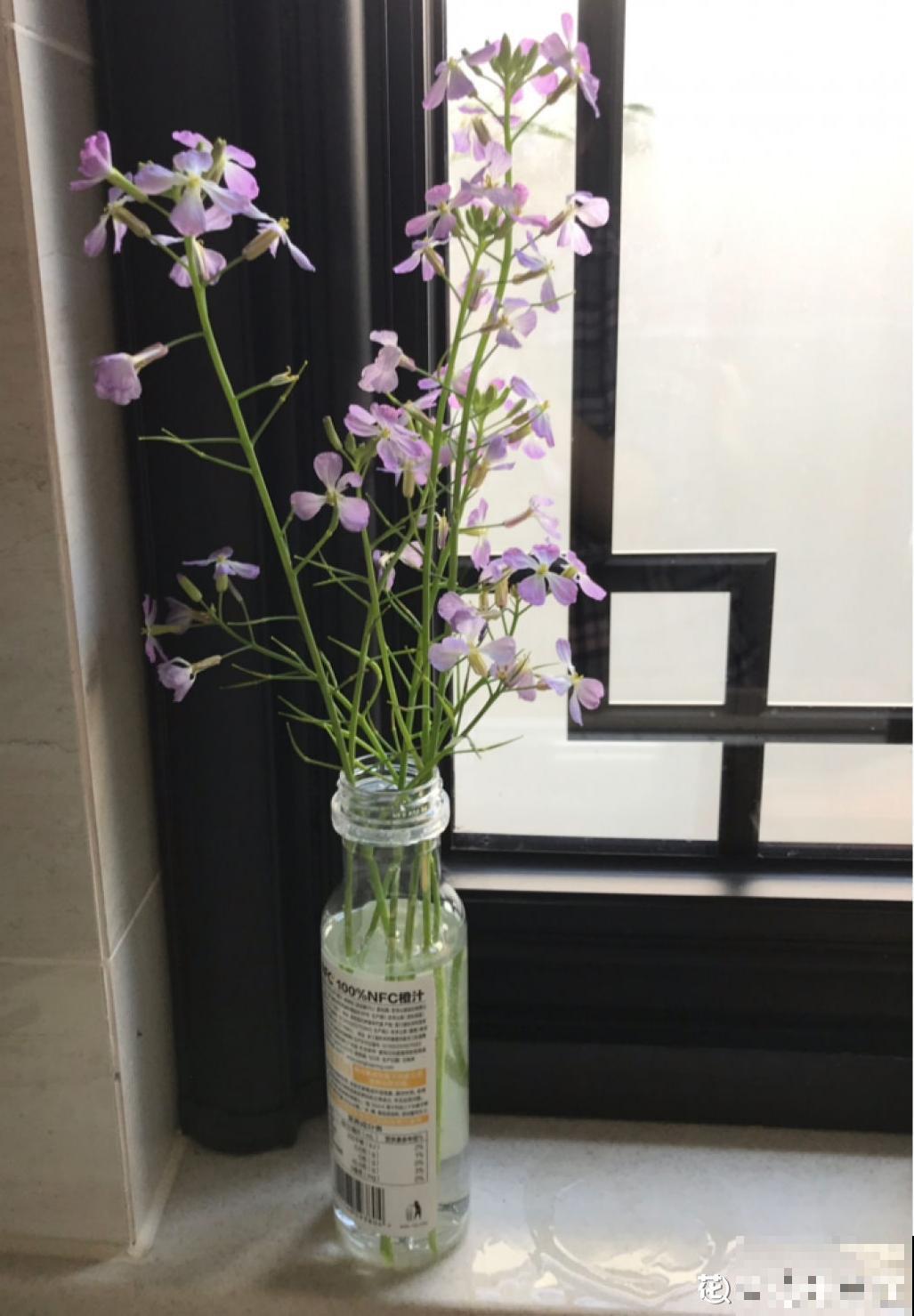 8种蔬菜花，农村人都认识，城里人基本不认识