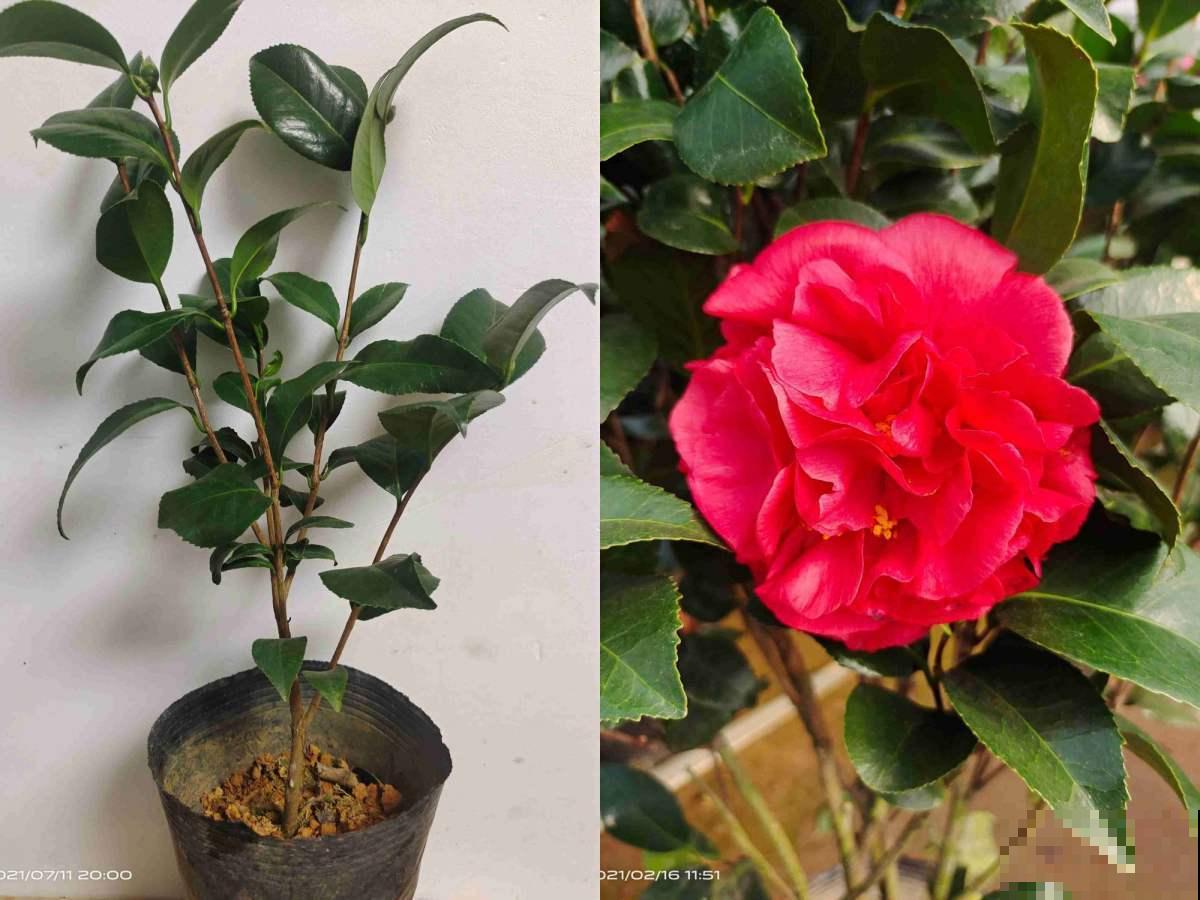 古人说的盆花五姊妹，一个比一个漂亮，放在居室真美观