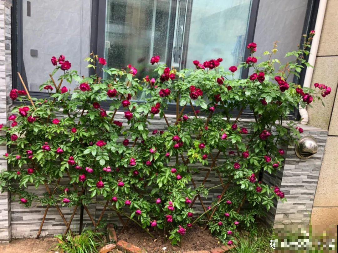 养花“黑名单”实在太难养，心累