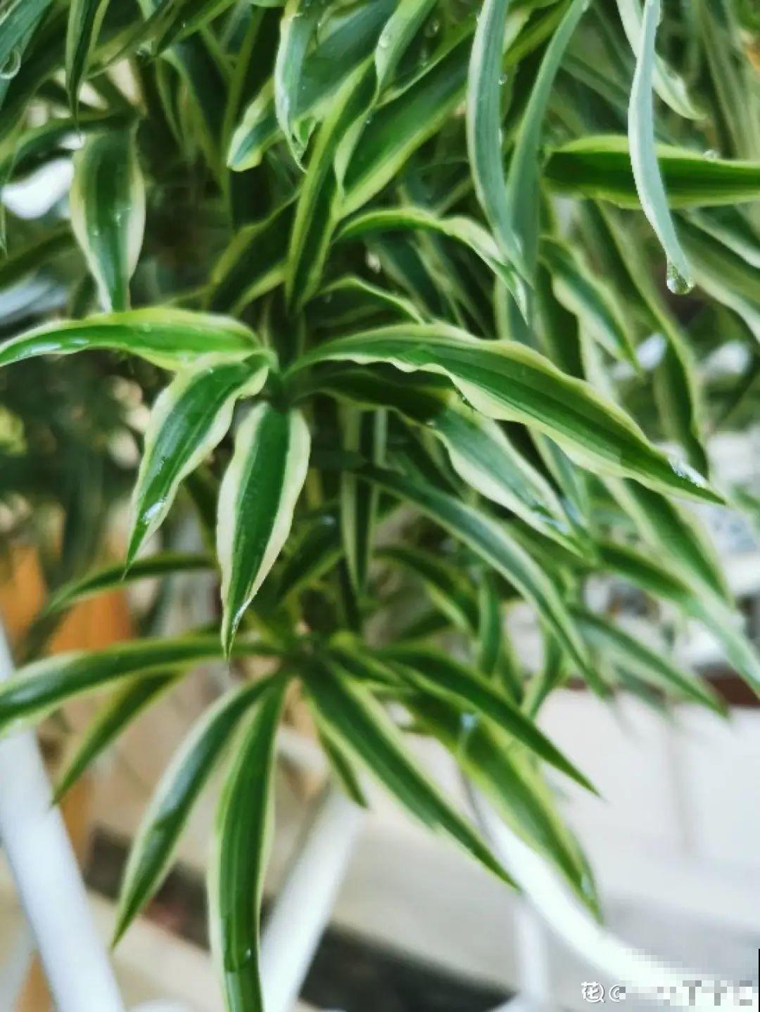 吊兰喝点淘米水，长成“爆炸头”，旺的不得了