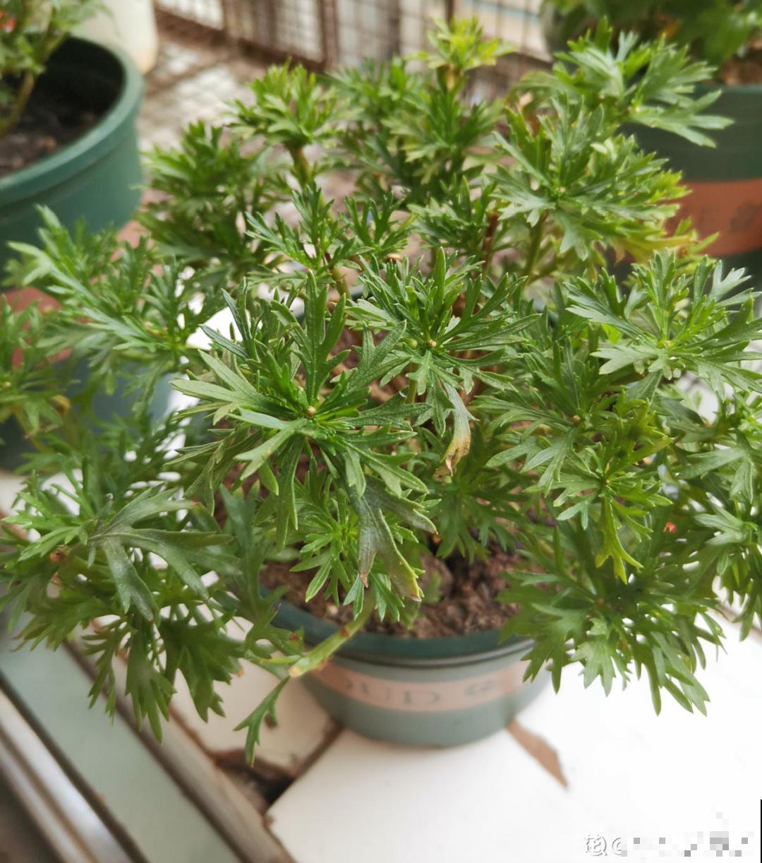 天热要修剪的花，不剪死得快，活不过夏天