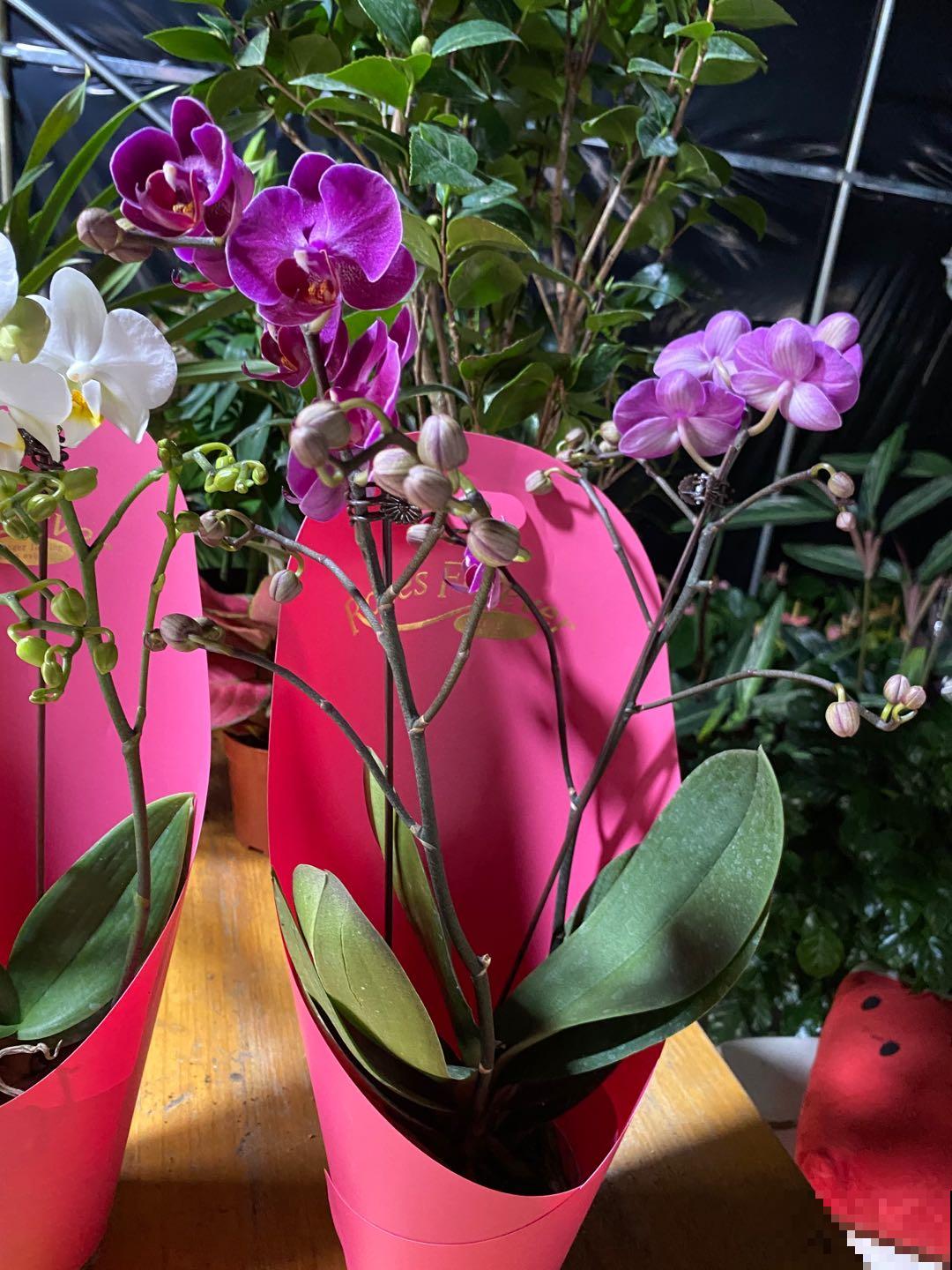 蝴蝶兰长势不旺？正确的浇水方法，你了解吗？