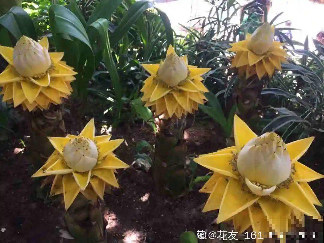 8种花名字里带金,听着就富贵,赶紧养一盆 8种花名字里带金,听着就富贵,赶紧养一盆