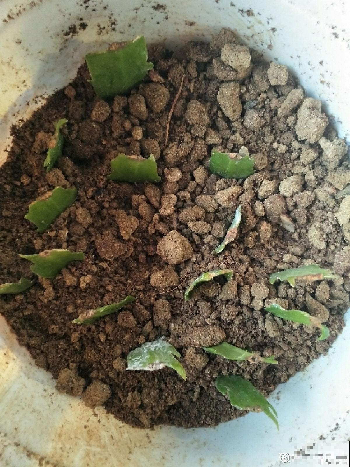 秋天要抓住机会扦插，5种花现在扦插正合适，生根率很高